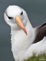 Sortbrynet Albatros, Tyskland 4. maj 2015 Foto: Tine Jensen