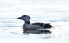 Steller's Eider, Norway 10th of April 2016 Photo: Tore Vang