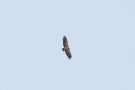 Griffon Vulture, Spain 5th of April 2016 Photo: Lars Birk