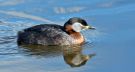 Red-necked Grebe, Denmark 9th of April 2016 Photo: Per Holmberg