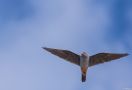 Red-footed Falcon, Aftenfalk ved Jyllands Ende, Denmark 9th of May 2016 Photo: Hans Henrik Bay