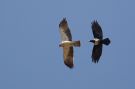 Booted Eagle, Lys fase med Broget Krage (Pied Crow), Ethiopia 23rd of December 2014 Photo: Thomas Varto Nielsen
