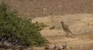 Tawny Pipit, Israel 7th of March 2016 Photo: Anders Odd Wulff Nielsen