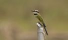 White-throated Bee-eater, Immature, Ghana 9th of February 2016 Photo: Anders Odd Wulff Nielsen