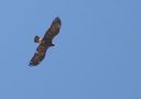 Eastern Imperial Eagle, 6K+, Israel 31st of March 2016 Photo: Klaus Malling Olsen