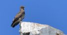 Short-toed Snake Eagle, Spain 27th of March 2016 Photo: Esper Boel