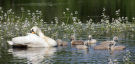 Mute Swan, Et flot kuld med en hvid unge iblandt, Denmark 2nd of June 2016 Photo: Axel Mortensen