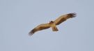 Booted Eagle, Light morph, Israel 10th of May 2016 Photo: Anders Odd Wulff Nielsen