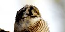 Northern Hawk-owl, Denmark 1st of December 2013 Photo: Esper Boel