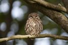 Little Owl, Denmark 13th of June 2016 Photo: Klaus Dichmann
