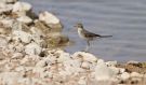 Citrine Wagtail, 2K/2cy, Israel 1st of March 2016 Photo: Anders Odd Wulff Nielsen