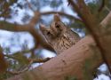 Pallid Scops Owl, Israel 19th of February 2016 Photo: Anders Odd Wulff Nielsen