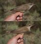 Great Reed Warbler, 2cy+ ssp. <i>zarudnyi</i> (top) and ssp. <i>arundinaceus</i> (bottom), Israel 27th of March 2016 Photo: Anders Odd Wulff Nielsen