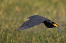 Black Heron, Adult, Ethiopia 5th of February 2016 Photo: Thomas Varto Nielsen