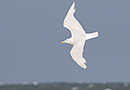 European Herring Gull, Leucistisk Sølvmåge, 2-3K (mørkt øje), Denmark 19th of June 2016 Photo: Allan Kjær Villesen