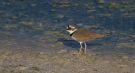 Little Ringed Plover, Israel 1st of March 2016 Photo: Anders Odd Wulff Nielsen