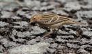Red-throated Pipit, Israel 22nd of April 2016 Photo: Anders Odd Wulff Nielsen