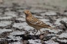 Red-throated Pipit, Showing hindclaw, Israel 22nd of April 2016 Photo: Anders Odd Wulff Nielsen
