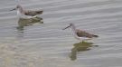 Marsh Sandpiper, Israel 26th of March 2016 Photo: Anders Odd Wulff Nielsen