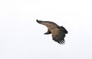 Griffon Vulture, Denmark 21st of June 2016 Photo: Per Schiermacker-Hansen