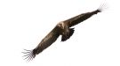 Griffon Vulture, Denmark 25th of June 2016 Photo: Henrik Pedersen