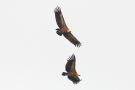 Griffon Vulture, To ud af en flok på 17, Denmark 25th of June 2016 Photo: Thomas Garm Pedersen