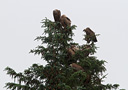 Griffon Vulture, Et dansk grantræ med otte Gåsegribbe, Denmark 25th of June 2016 Photo: Hans Henrik Larsen