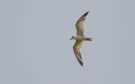Gull-billed Tern, 2K/2cy, Israel 27th of April 2016 Photo: Anders Odd Wulff Nielsen
