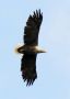 White-tailed Eagle, Voksen ynglefugl., Denmark 29th of June 2016 Photo: Kis Boel