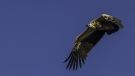 Griffon Vulture, Denmark 28th of June 2016 Photo: Jan Skrubbeltrang