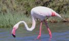 Greater Flamingo, Italy 20th of May 2016 Photo: Morten Scheller Jensen