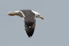 Lesser Black-backed Gull, Faeroes Islands 11th of June 2016 Photo: Steen E. Jensen