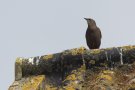 Stær, Den mørke ungfugl af ssp. <i>faroensis</i>, Færøerne 14. juni 2016 Foto: Steen E. Jensen