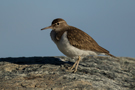 Common Sandpiper, Sweden 4th of July 2016 Photo: Claus Halkjær