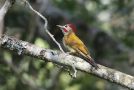 Golden-olive Woodpecker (Piculus rubiginosus), Bolivia 1. december 2015 Foto: Klaus Malling Olsen