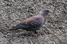 Speckled Pigeon, South Africa 18th of April 2016 Photo: Carl Bohn