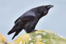 Northern Raven, Norway 28th of May 2016 Photo: John Larsen