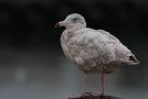 Glaucous Gull, 2cy , Denmark 22nd of August 2016 Photo: Anders Odd Wulff Nielsen