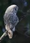 Great Grey Owl, Finland 31st of March 2013 Photo: Henry Lehto