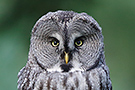 Great Grey Owl, 1cy, Sweden 21st of August 2016 Photo: Helge Sørensen