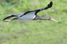 Black Stork, 1K, Denmark 30th of August 2016 Photo: Ole  Bo Olsen