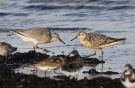 Red Knot, Denmark 29th of August 2016 Photo: Erik Biering