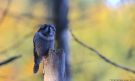 Northern Hawk-owl, Denmark 4th of October 2016 Photo: Morten Scheller Jensen