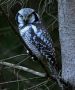 Northern Hawk-owl, Denmark 4th of October 2016 Photo: Henning  Larsen