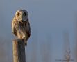 Short-eared Owl, Denmark 15th of March 2016 Photo: Michael  Hansen