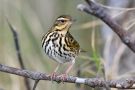 Olive-backed Pipit, Norway 8th of October 2016 Photo: Tore Vang