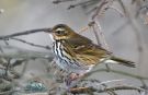 Olive-backed Pipit, Norway 6th of October 2016 Photo: Tore Vang