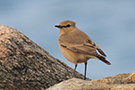 Isabelline Wheatear, Denmark 20th of October 2016 Photo: Niels Behrendt