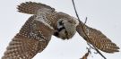 Northern Hawk-owl, Høgeugle med mus, Denmark 25th of November 2016 Photo: Henning  Larsen