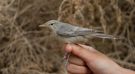 Olive-tree Warbler, 2cy+, Israel 4th of May 2016 Photo: Anders Odd Wulff Nielsen